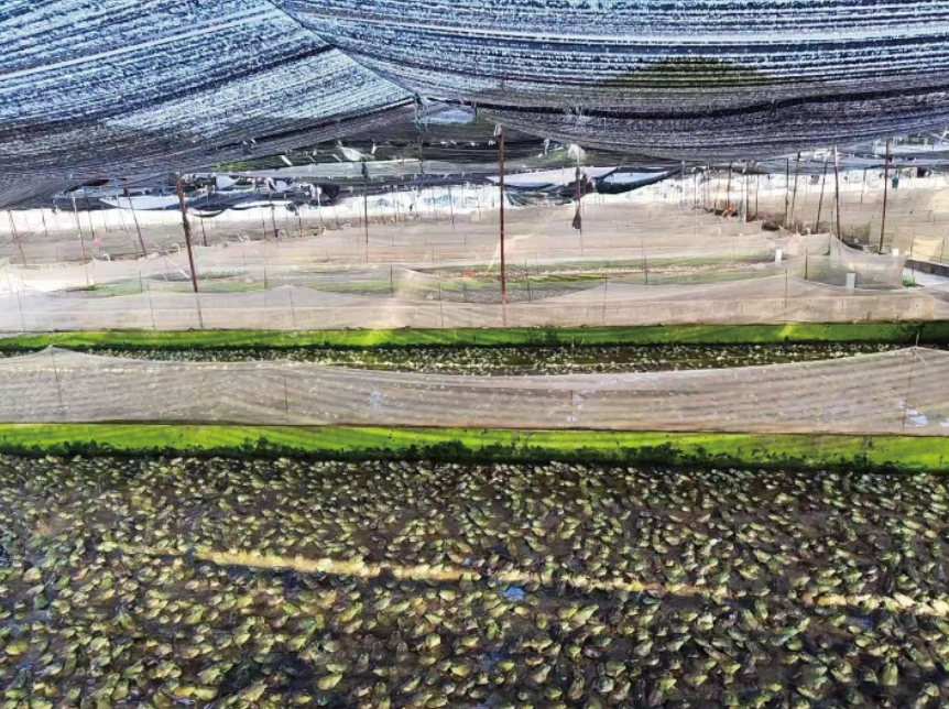 福建漳州牛蛙养殖生物应急案例